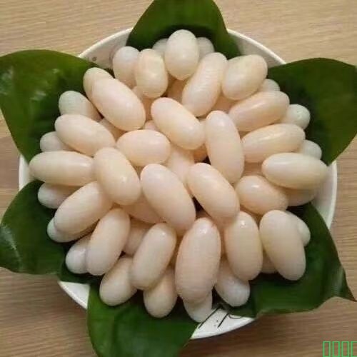 新鲜乌龟蛋
