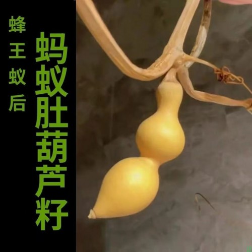 大黄蜂粗嘴弓背翻嘴蚂蚁肚葫芦籽葫非芦『米子』莲花头尖肚