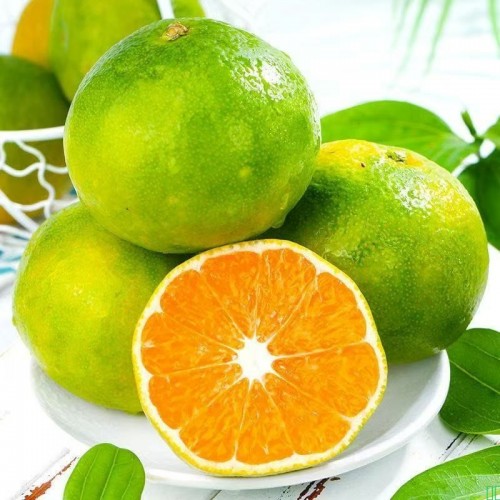 现摘云南青皮蜜桔当季新鲜水果酸甜多汁现货青皮橘子整箱包邮批发