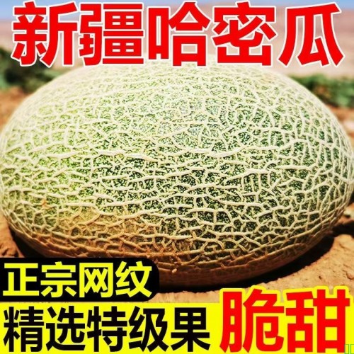 【爆甜多汁】正宗新疆哈密瓜西州蜜大个当季新鲜网纹瓜脆甜多汁