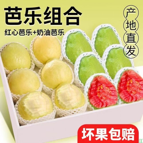 正宗广西白心红心奶油冰淇淋芭乐软心软糯双拼芭乐新鲜番石榴脆甜