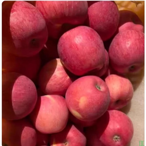 甘肃庄浪静宁高海拔应当季红富士苹果孕妇水果送礼盒国家地标产品