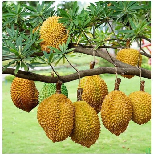 泰国猫山王金枕头榴莲模型 仿真榴莲肉 塑料榴莲道具橱窗展示摄影