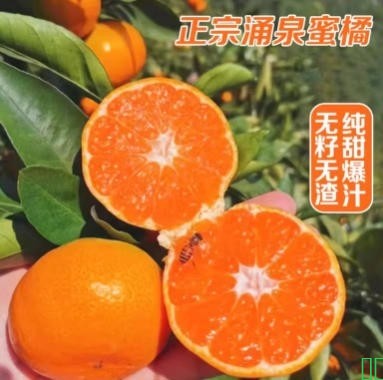 正宗临海涌泉蜜桔黄岩橘子新鲜10斤整箱无核甜桔子小胖子自家果园
