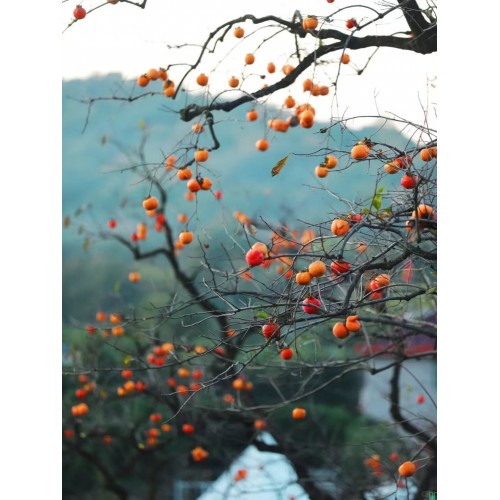 2025年新款客厅装饰画