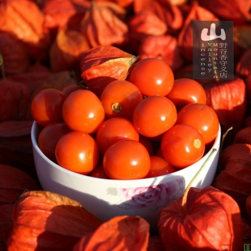 25年东北野生红姑娘半干果_灯笼果_酸浆果苦山姑娘红菇娘