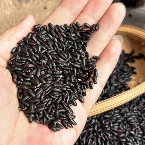 新货黑米农家自种东北黑香米控糖糙米紫米五谷杂粮粗粮煮粥煲汤