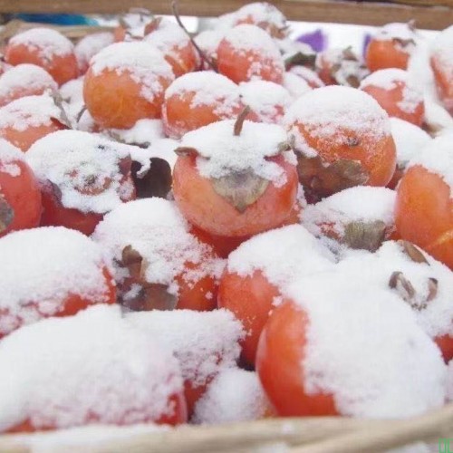 东北迷你冻柿子冻火罐蜜柿子软柿子当季黑龙江天然冷冻一口吸流心