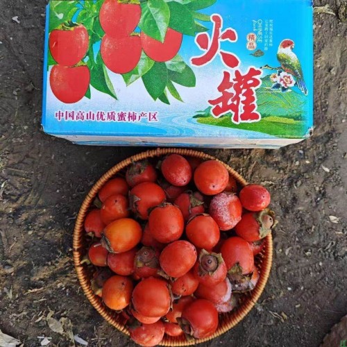 东北迷你冻柿子冻火罐蜜柿子软柿子当季黑龙江天然冷冻一口吸流心
