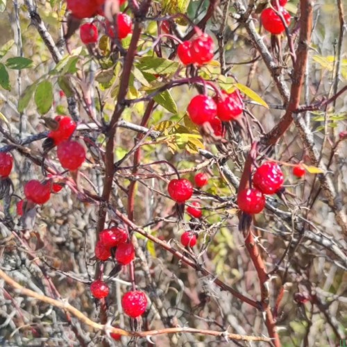 今年新货大兴安岭野生玫瑰果东北野生刺玫果玫瑰果150克