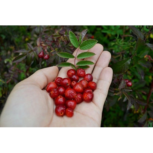 今年新货大兴安岭野生玫瑰果东北野生刺玫果玫瑰果150克