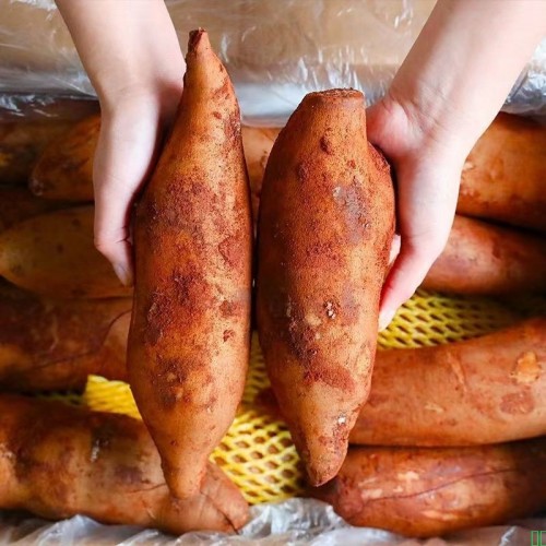 云南天山黄心雪莲果新鲜水果脆甜多汁低糖黄心脆甜现挖大果可代发