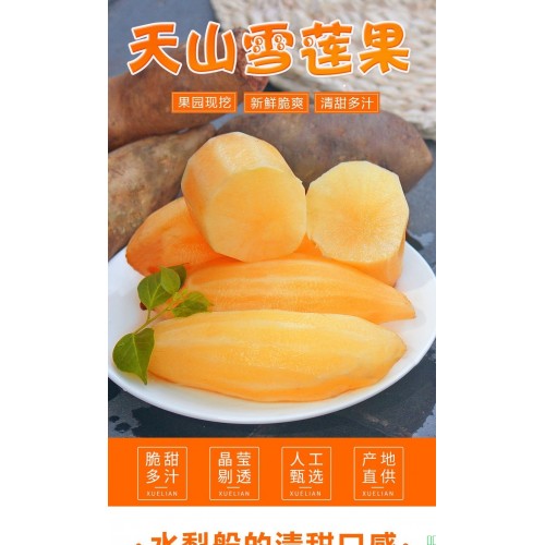 云南天山黄心雪莲果新鲜水果脆甜多汁低糖黄心脆甜现挖大果可代发