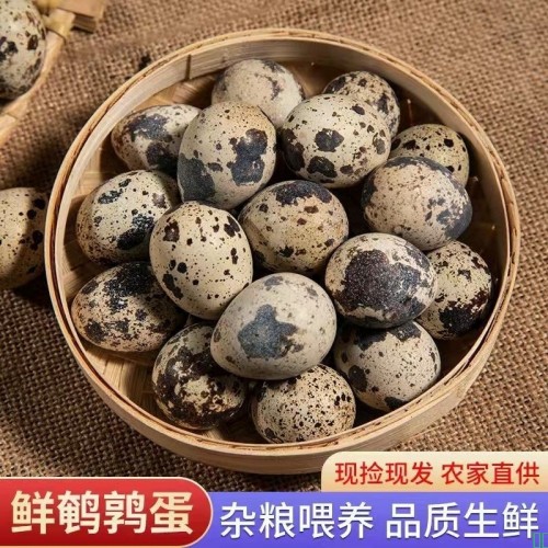 新鲜鹌鹑蛋生蛋绿色杂粮生鲜蛋孕妇宝宝辅食鹌鹑蛋鹑鸟蛋鲜鹌鹑蛋