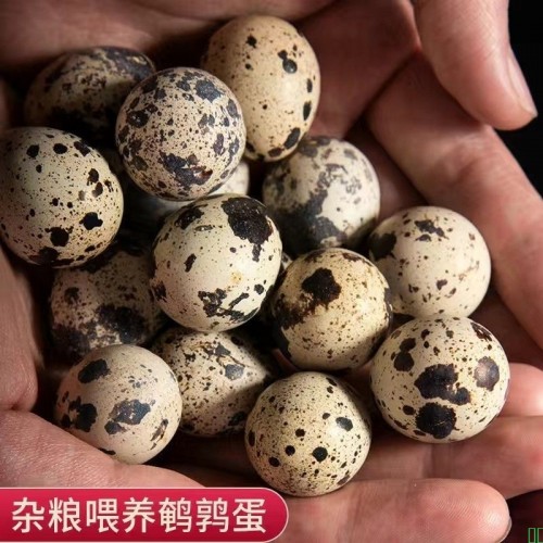 新鲜鹌鹑蛋生蛋绿色杂粮生鲜蛋孕妇宝宝辅食鹌鹑蛋鹑鸟蛋鲜鹌鹑蛋
