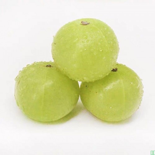 新鲜采摘青油甘果余甘果牛甘果滇橄榄果油柑酸水果余甘子包邮批发