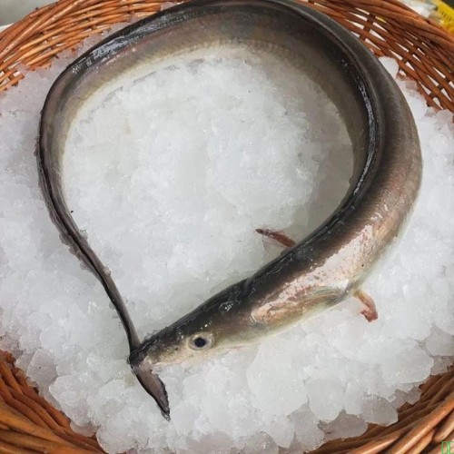 新鲜海鳗鱼海鲜鲜活水产冷冻舟山深海海捕鳗鱼整条冰冻曼鱼段生鲜