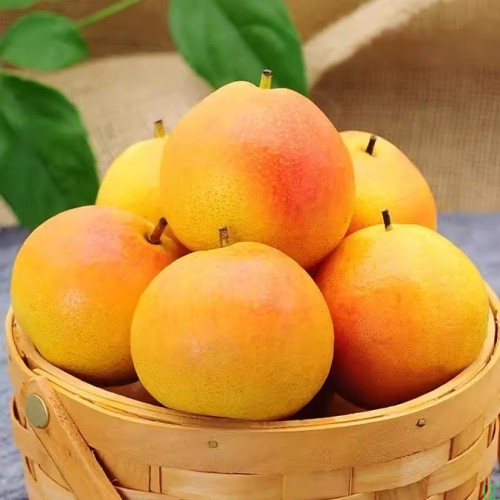 正宗鞍山特产南果梨新鲜水果当季东北辽宁南国梨红果小香梨子顺丰