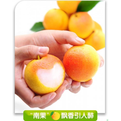 正宗鞍山特产南果梨新鲜水果当季东北辽宁南国梨红果小香梨子顺丰