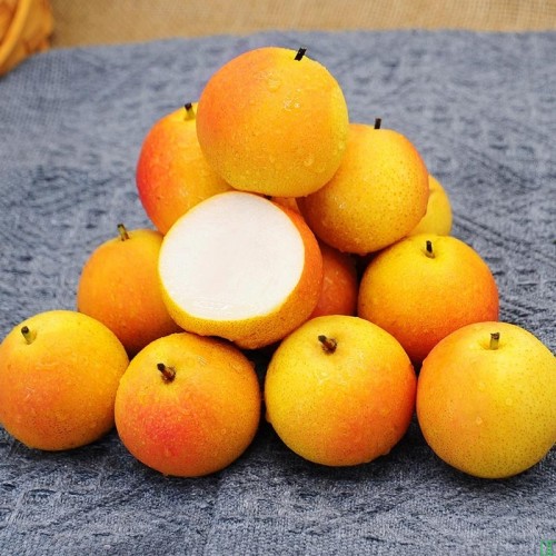 正宗鞍山特产南果梨新鲜水果当季东北辽宁南国梨红果小香梨子顺丰