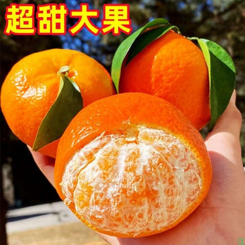 正宗广西武鸣沃柑新鲜橘子当季水果非砂糖橘蜜桔大果10斤整箱包邮