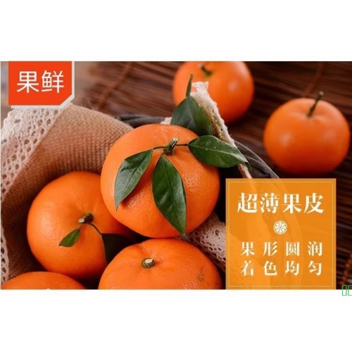 正宗广西武鸣沃柑新鲜橘子当季水果非砂糖橘蜜桔大果10斤整箱包邮