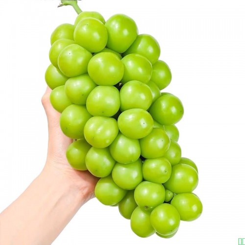 阳光玫瑰葡萄新鲜水果晴王提子青提大果整串国产整箱批发