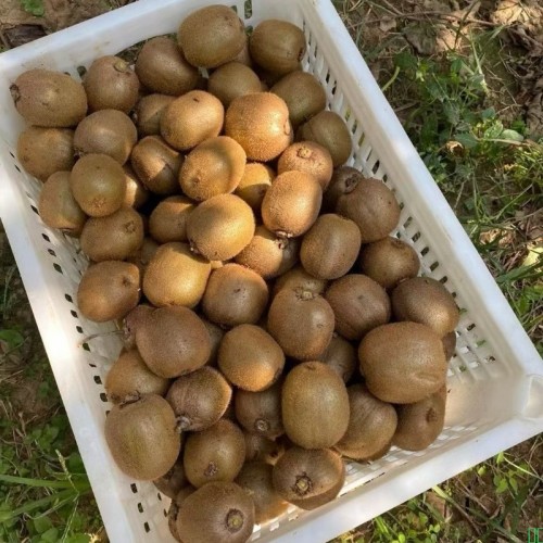 一件代发猕猴桃正宗徐香绿心奇异果应季水果礼盒新鲜大果产地直发