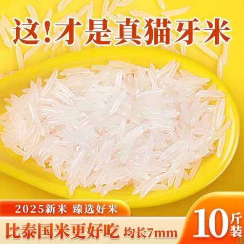 辉粮10斤正宗猫牙米2025新大米茉莉香米长粒香米籼米煲仔饭炒饭