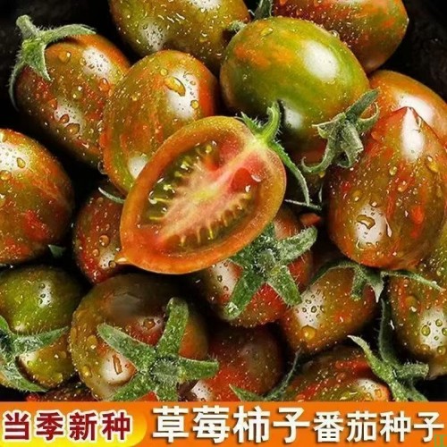 草莓柿子番茄种子红千禧圣女果西红柿番茄种子高产串收四季盆栽春