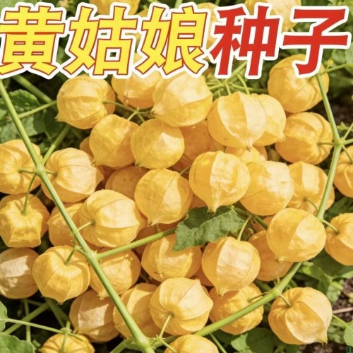 正品奶油黄姑娘种子阳台盆栽室内东北灯笼果种子四季稀有种子