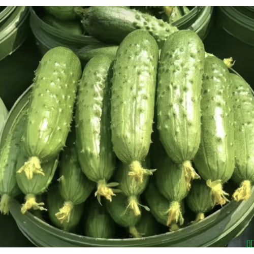 硕享东北旱黄瓜新鲜小青瓜3/5斤单根120g起蔬菜黄瓜水果小黄瓜