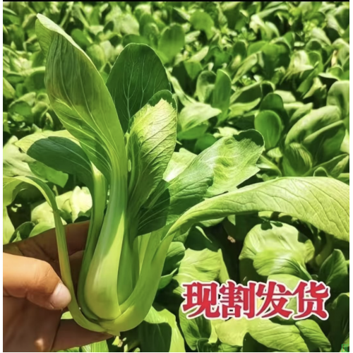 450g~500g/份【疯抢超4.2万斤】鲜时蔬精品小油菜