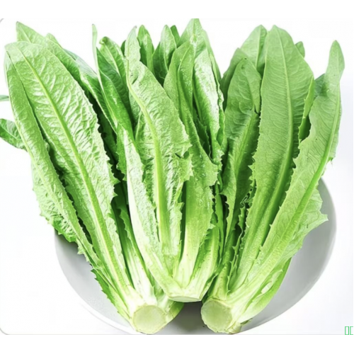 400g~450g/份【疯抢超6.5万斤】鲜时蔬新鲜油麦菜