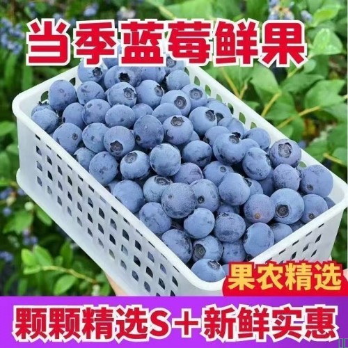 产地新货】一斤装长白山野生蓝梅干特级新鲜蓝莓干蓝莓孕妇蓝莓