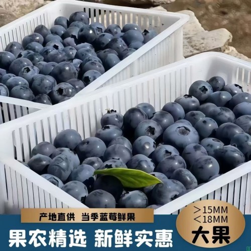 【0.01秒拍】新鲜蓝莓当季现摘蓝莓鲜果蓝莓大果4盒8盒辅食水果