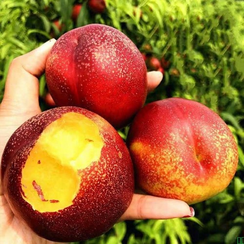 脆甜】黄心大油桃5斤3斤新鲜孕妇水果当季黄肉油桃子整箱油桃批发