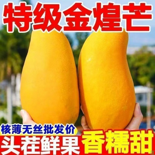 【超甜】正宗金煌芒芒果新鲜当季应季水果薄皮大青芒海南芒果批发