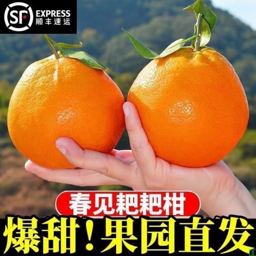 顺丰正宗四川春见耙耙柑特大果橘子丑橘应季新鲜丑八怪水果柑桔子