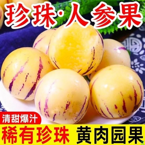 【树熟】云南石林人参果珍珠黄果圆果黄肉新鲜黄心人生果应季水果