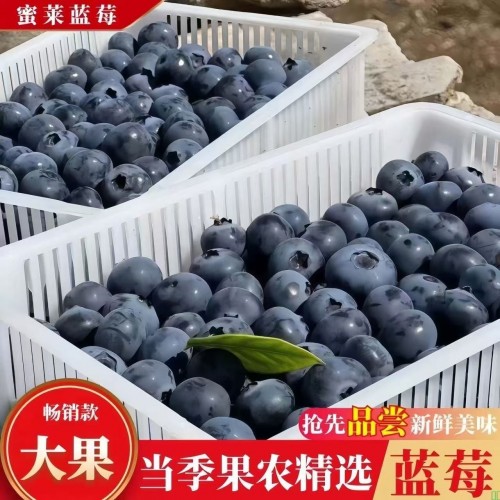 当季现摘国产蓝莓新鲜大果一整箱产地直发顺丰包邮宝宝辅食