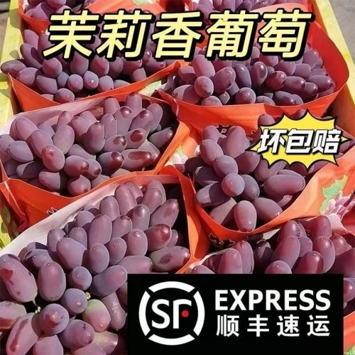 发顺丰]现摘茉莉香葡萄新鲜水果当季无籽葡萄红提子香甜多汁现摘