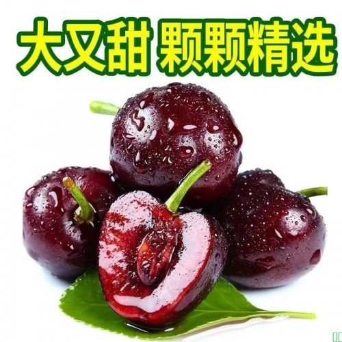 【航空冷链】甘肃黑珍珠车厘子大果国产新鲜孕妇时令水果包邮