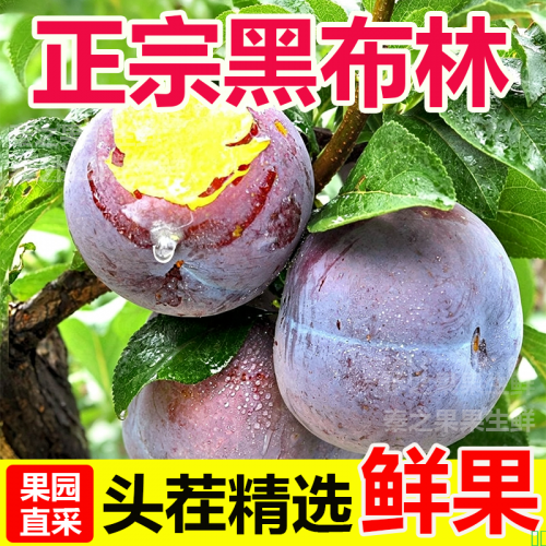 黑布林李子正宗新鲜应季水果现摘酸甜脆李黑宝石黄肉李子整箱包邮
