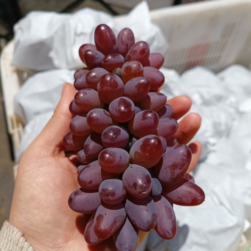 茉莉香东北葡萄非提子香甜郁金香整箱红提玫瑰香无籽葡萄着色香