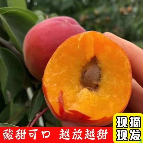 河北头茬大红杏 当季新鲜杏子水果酸甜可口杏子蜜杏 孕妇水果