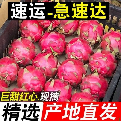 特级大果】红心火龙果新鲜现摘超甜红肉正宗金都一号应季水果批发