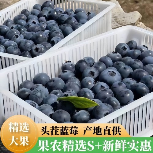 【果农精选】新鲜花香蓝莓鲜果头茬大果整箱商用批发孕妇宝宝辅食