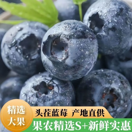 【果农精选】新鲜花香蓝莓鲜果头茬大果整箱商用批发孕妇宝宝辅食