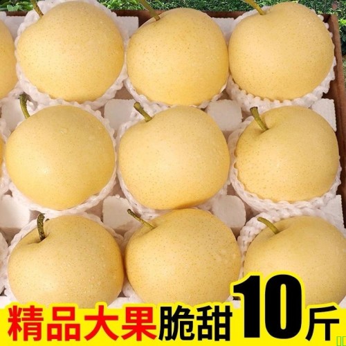 河北皇冠梨梨子新鲜脆甜水果当季现摘现发香梨薄皮梨白皮果园直发